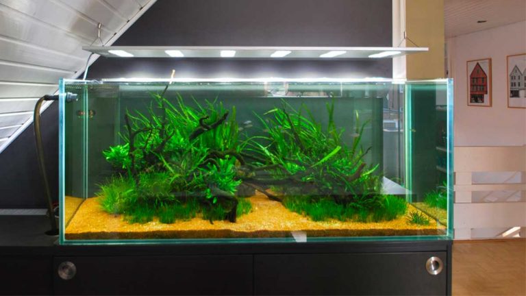 LED-Nature Aquarium